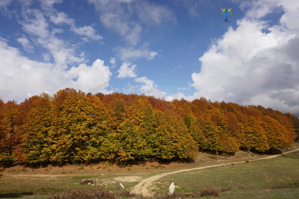 faggi-sulla-strada-delle-vette