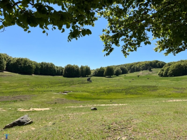 macchione-sila