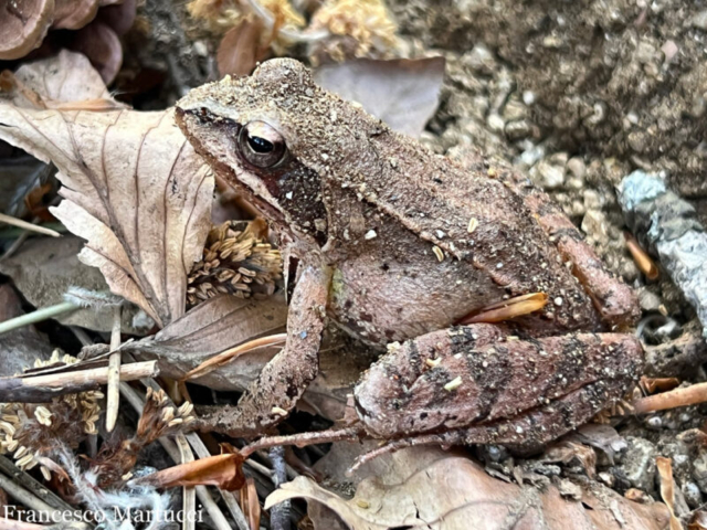 rana-italica