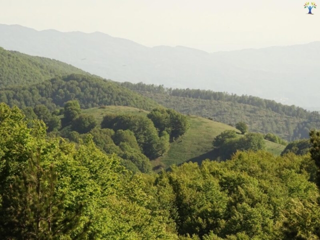 timpone-cannata